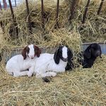 Marvin Petersen - @got_boerd_farms - Instagram