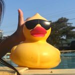 Marvin 🐤 - @the_pool_duck.marvin - Instagram