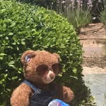 Marvin Sikowicz Reece - @marvin.the.bear - Instagram