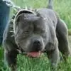 marvinrobb41 - @bigdawgfatpockets - TikTok