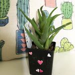 Marvin Finnegan-Rosenthal - @marvinthesucculent - Instagram