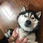 Marvin Rosenthal - @marvin_upside_down - Instagram