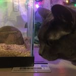 Shade & Marvin Gaye - @shade.marvingaye - Instagram