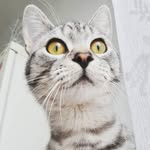 Marvin - Silver tabby - @marvin_in_boots - Instagram