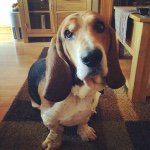 Marvin Marmite Simms - @marvinmarmite - Instagram