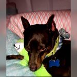 Marvin Simon - @marvin_the_min_pin - Instagram