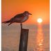 marvin spates - Facebook