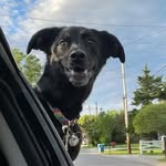 Marvin Wayne - @marvin.the.dawwgg - Instagram