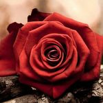 maryabboud - @maryabboud722 - Instagram