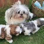 Mary Aceves - @aceveshihtzu - Instagram