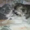 maryahomyak1 - @maryahom - TikTok