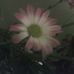 Mary Allbritton - Facebook