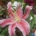 Mary Amick - Facebook