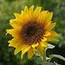 Mary Andreotti - Facebook