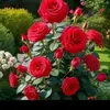 mary_arce7 - @mary_arce77 - TikTok