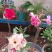 Mary Arcos - Facebook
