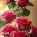Mary Arguello - Facebook