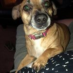 Mary Bagshaw - @mabuffie - Instagram