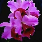 Mary Balogh - @marybalogh - Instagram