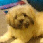 mary bambrick - @doglover72134 - Instagram