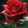 mary🥀❤️ - @marybatz49 - TikTok