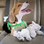 Mary - @marythebeagle - Instagram