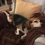 Mary the Beagle - @mary.the.beagle - Instagram