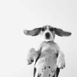 Mary The Beagle🐾 - @petthemary - Instagram