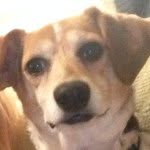 Mary The Dog - @mary.teh.beagle - Instagram