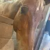 Apple User389645 - @mary2413_bonnell - TikTok