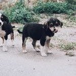 Mary bonnet - @ostriker_29 - Instagram