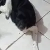 york_dog - @maryboris - TikTok