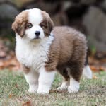 Mary Breyer - @greatbernese_northidaho - Instagram