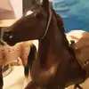 marys.breyer.horses - @marys.breyer.horses - TikTok