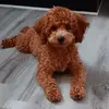 Mary Bornstein - @mary.bornstein - TikTok