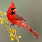 Mary Brough - Facebook