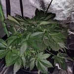 mary jane budnick - @pearlygatessp - Instagram