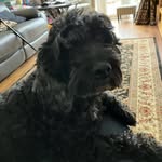 Mary Burman - @blackdollydoodle - Instagram