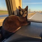 Mary the Campervan Cat 🐈‍⬛ 🚐 - @mary_the.campervan.cat - Instagram