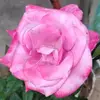 Mary Canas - @mary.canas8 - TikTok