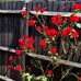 Mary Carragher - Facebook