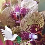 Mary Cartmill - @paint2light - Instagram