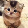 Mary C - @marycasares385 - TikTok