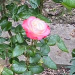 Mary Cassell - @tiddlesmummy - Instagram
