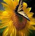 Mary Castell - Facebook