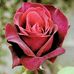 Mary Cavalieri - Facebook