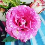 Mary Cerda - @marycerda60 - Instagram