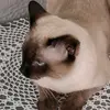 Mary Cilento - @mary.cilento2 - TikTok