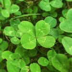 Mary Cloverleaf - @mary_cloverleaf - Instagram