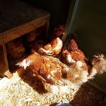 Mary the chicken - @mary_cluckinghampalace - Instagram